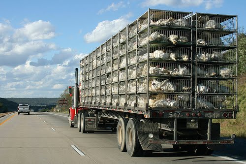 transporting-chickens-pickup-truck.jpg