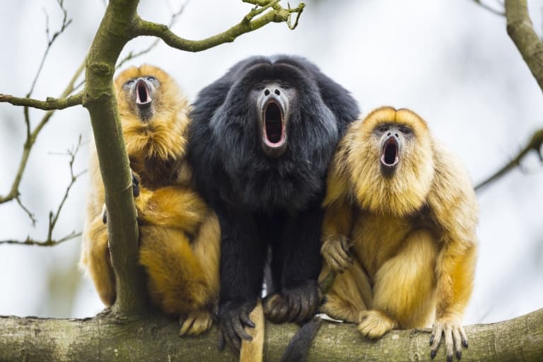 howler-monkey-facts.jpg