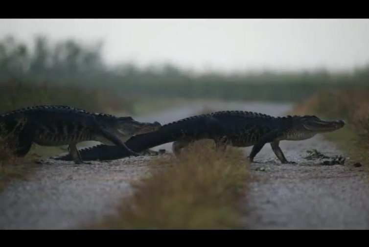 Gators-on-parade-cross-dirt-road-in-South-Florida.jpg
