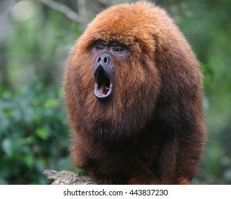 howler-monkey-260nw-443837230.jpg