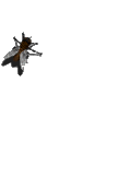 animated-fly-image-0040.gif