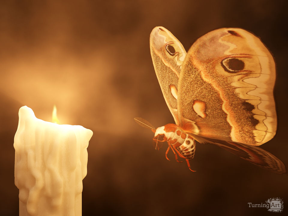 like-a-moth-to-a-flame.jpg