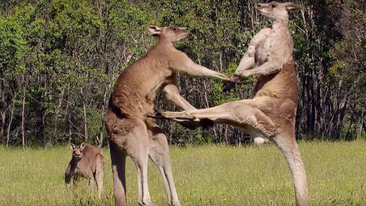 kangaroo-boxing-fight-the-bbcs-l.jpg